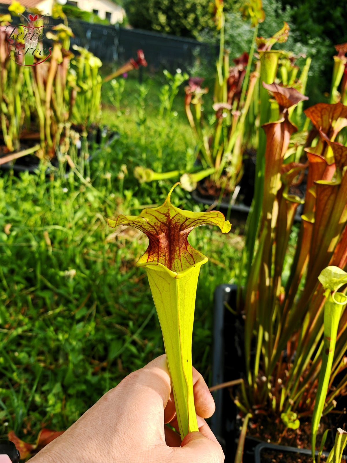 SXM23b Sarracenia x moorei -- 'Dunes'