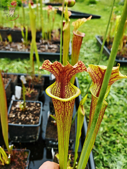 SXM24 Sarracenia x moorei – „Litchi“