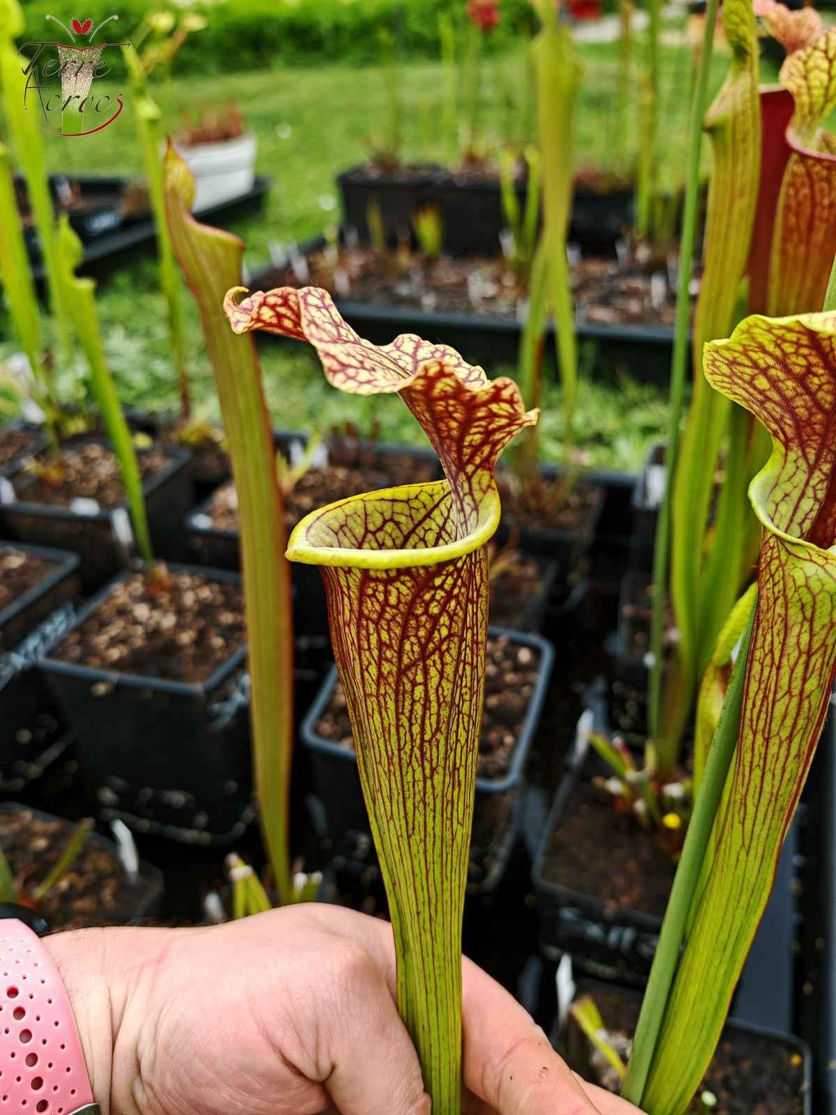 SXM24 Sarracenia x moorei – „Litchi“