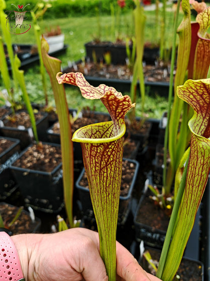 SXM24 Sarracenia x moorei – „Litchi“