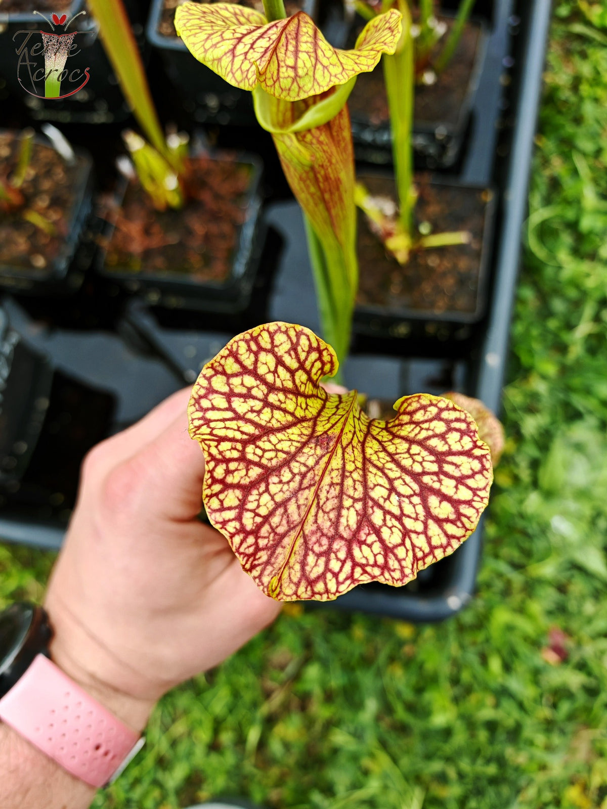 SXM24 Sarracenia x moorei – „Litchi“