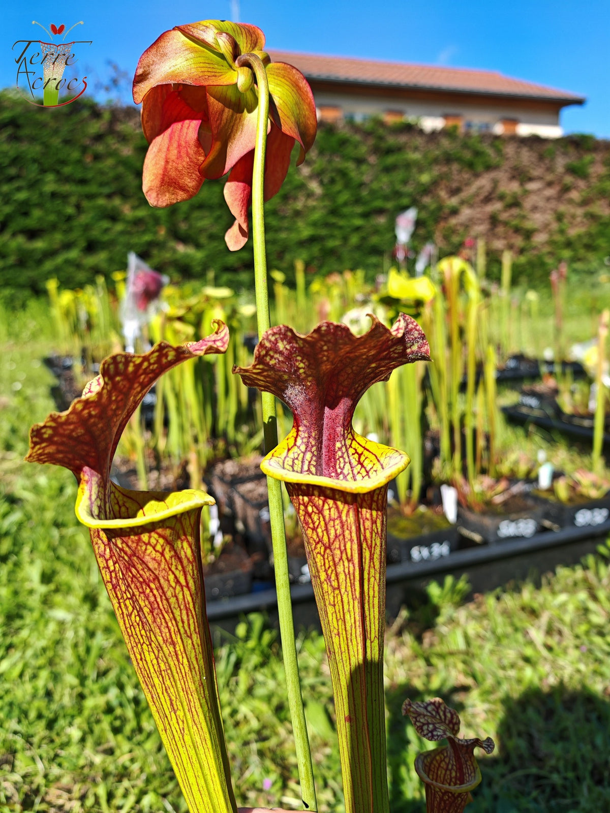 SXM24 Sarracenia x moorei – „Litchi“