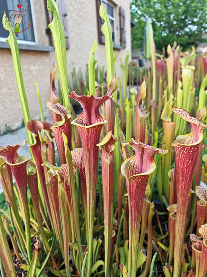 SXM24 Sarracenia x moorei – „Litchi“