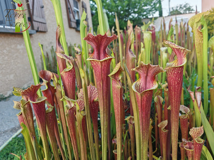 SXM24 Sarracenia x moorei – „Litchi“