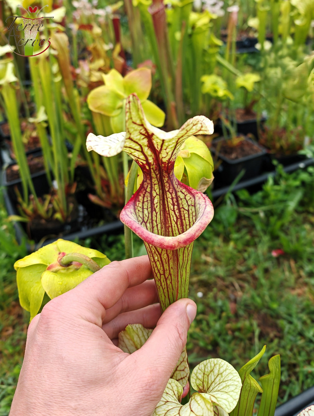 SXM25a Sarracenia x moorei -- ‘Inspiration’ (HA19A, MSrba)
