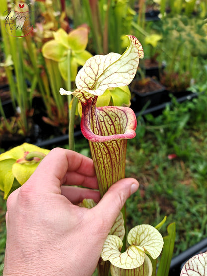 SXM25a Sarracenia x moorei -- ‘Inspiration’ (HA19A, MSrba)