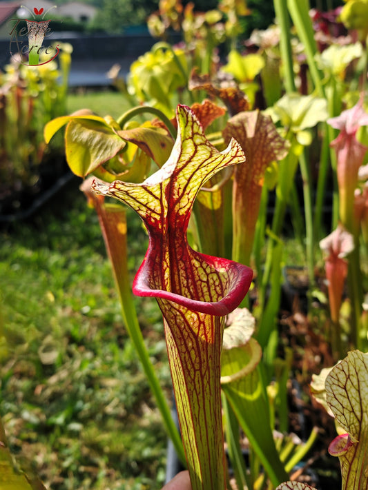 SXM25a Sarracenia x moorei -- ‘Inspiration’ (HA19A, MSrba)