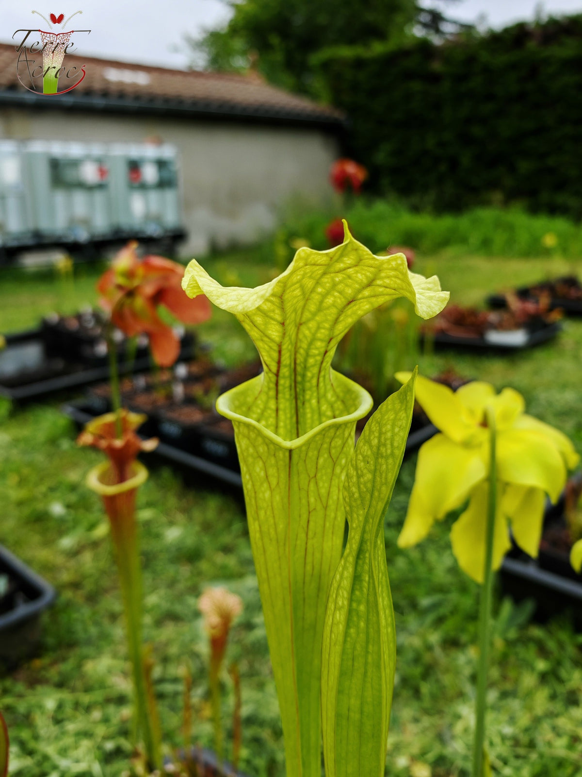 SXM26 Sarracenia x moorei – „Leviathan“ (H393, MK)