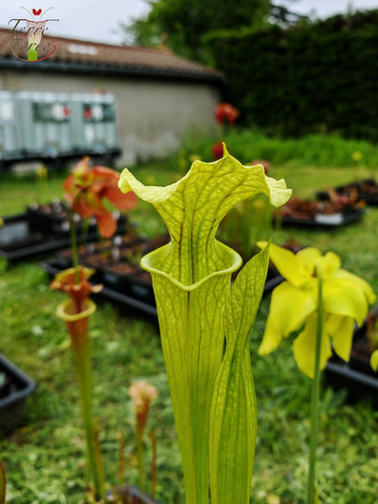 SXM26 Sarracenia x moorei – „Leviathan“ (H393, MK)