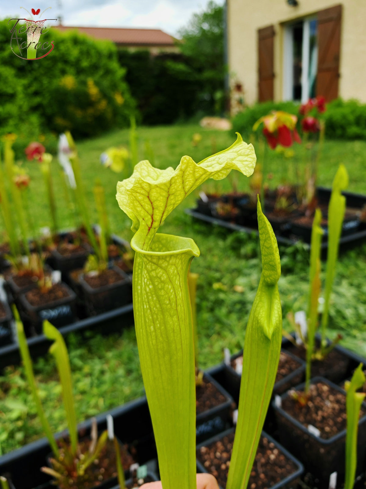 SXM26 Sarracenia x moorei – „Leviathan“ (H393, MK)