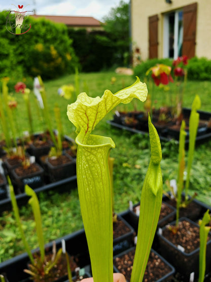 SXM26 Sarracenia x moorei – „Leviathan“ (H393, MK)
