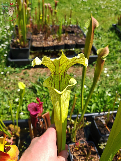 SXM26 Sarracenia x moorei – „Leviathan“ (H393, MK)