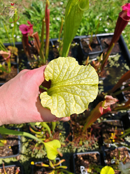 SXM26 Sarracenia x moorei – „Leviathan“ (H393, MK)