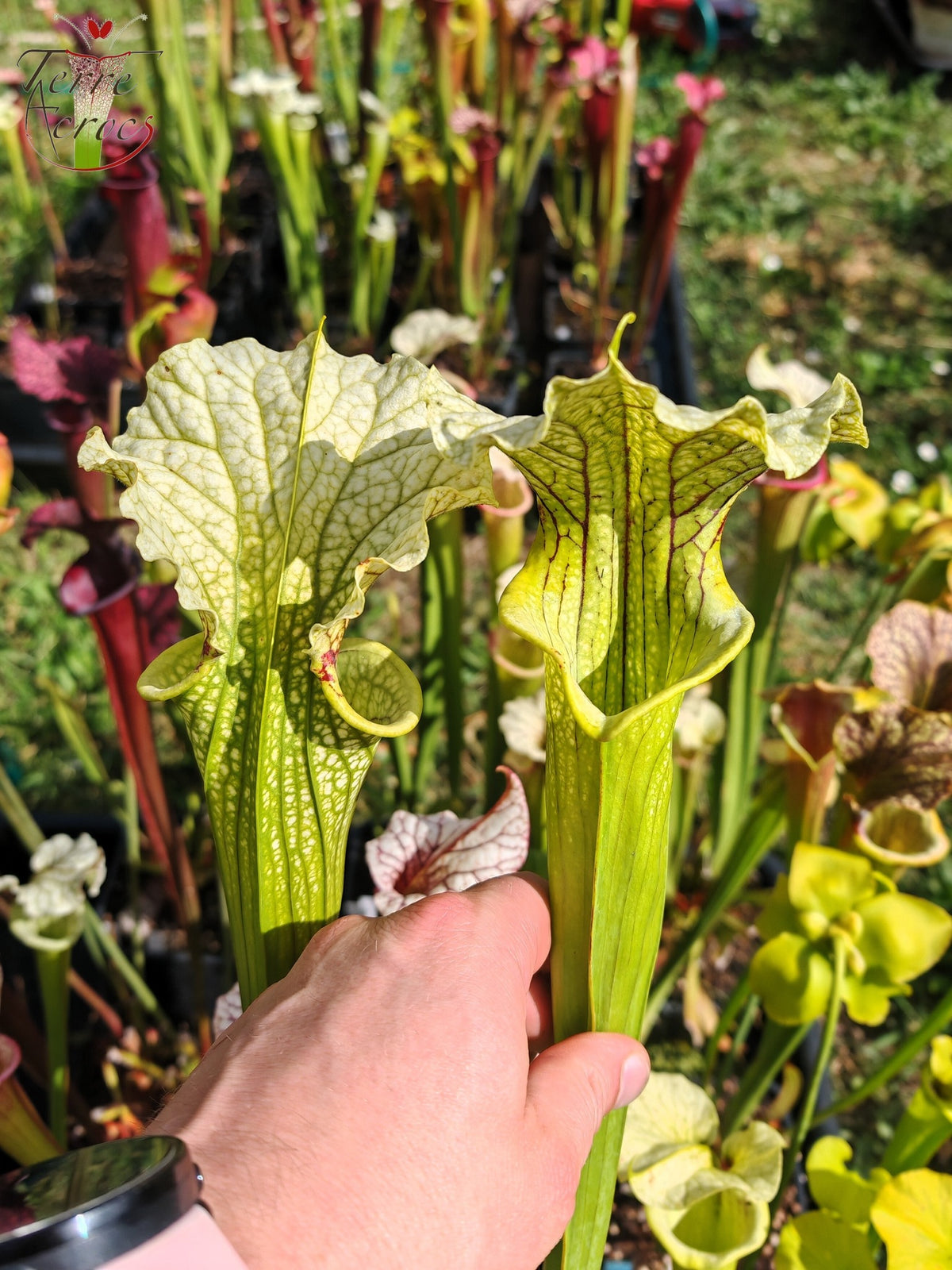 SXM26 Sarracenia x moorei – „Leviathan“ (H393, MK)