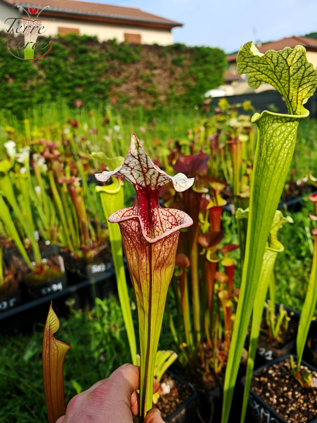 SXM27a Sarracenia x moorei – „Atlas 5“