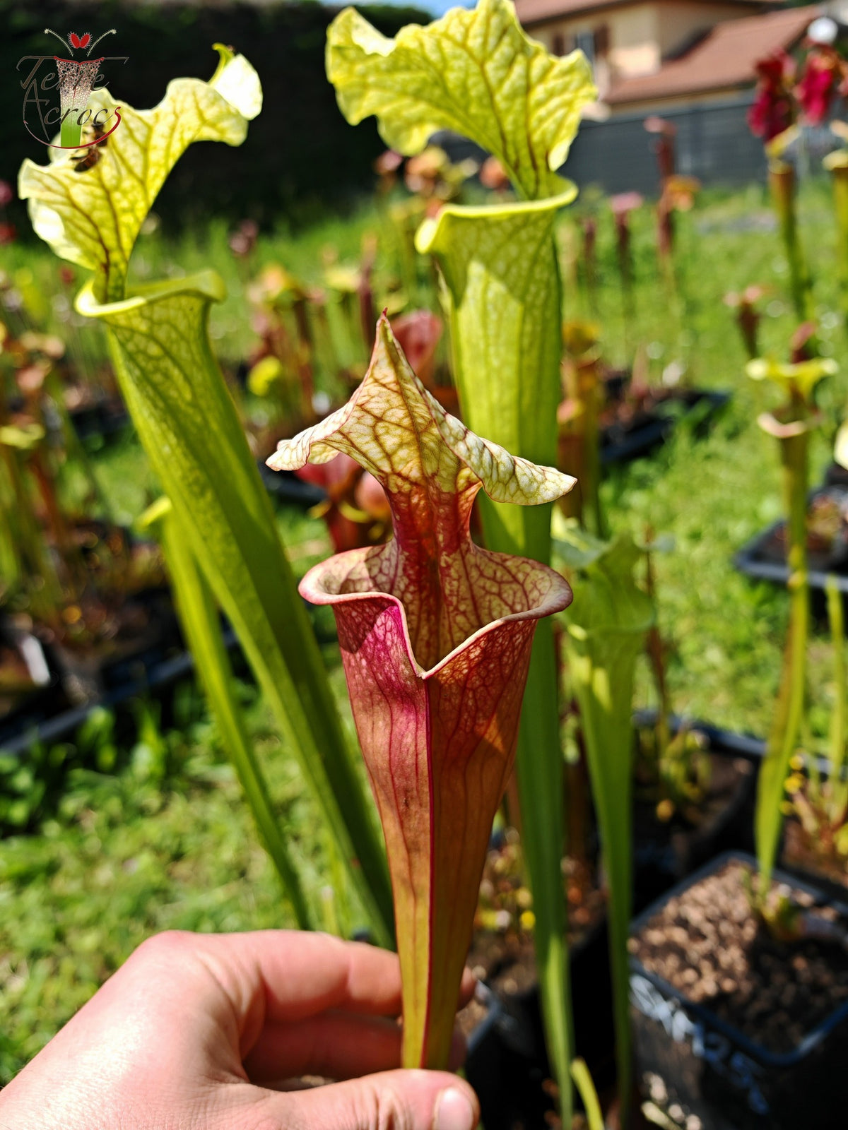 SXM27a Sarracenia x moorei – „Atlas 5“