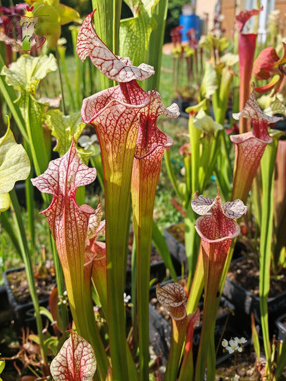 SXM27a Sarracenia x moorei – „Atlas 5“