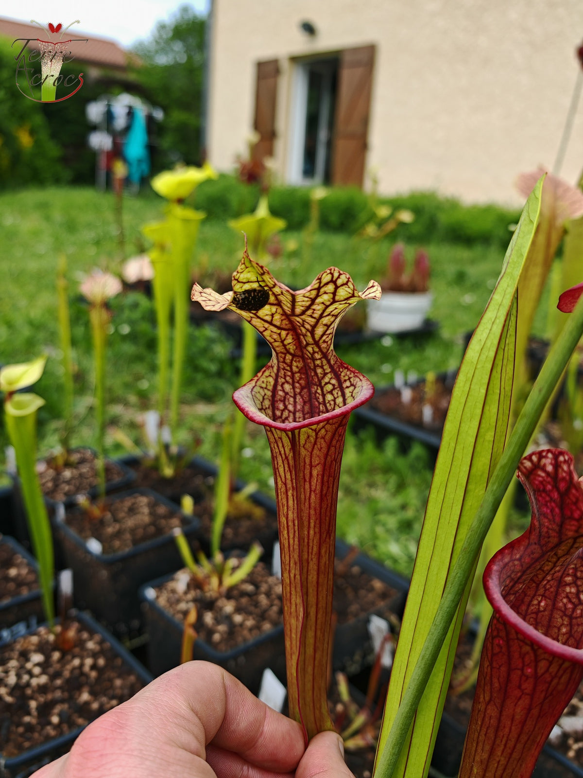 Sarracenia 2025 Samen (SXM28a x OP)