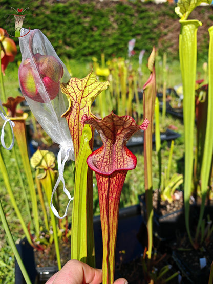 Sarracenia 2025 Samen (SXM28a x OP)