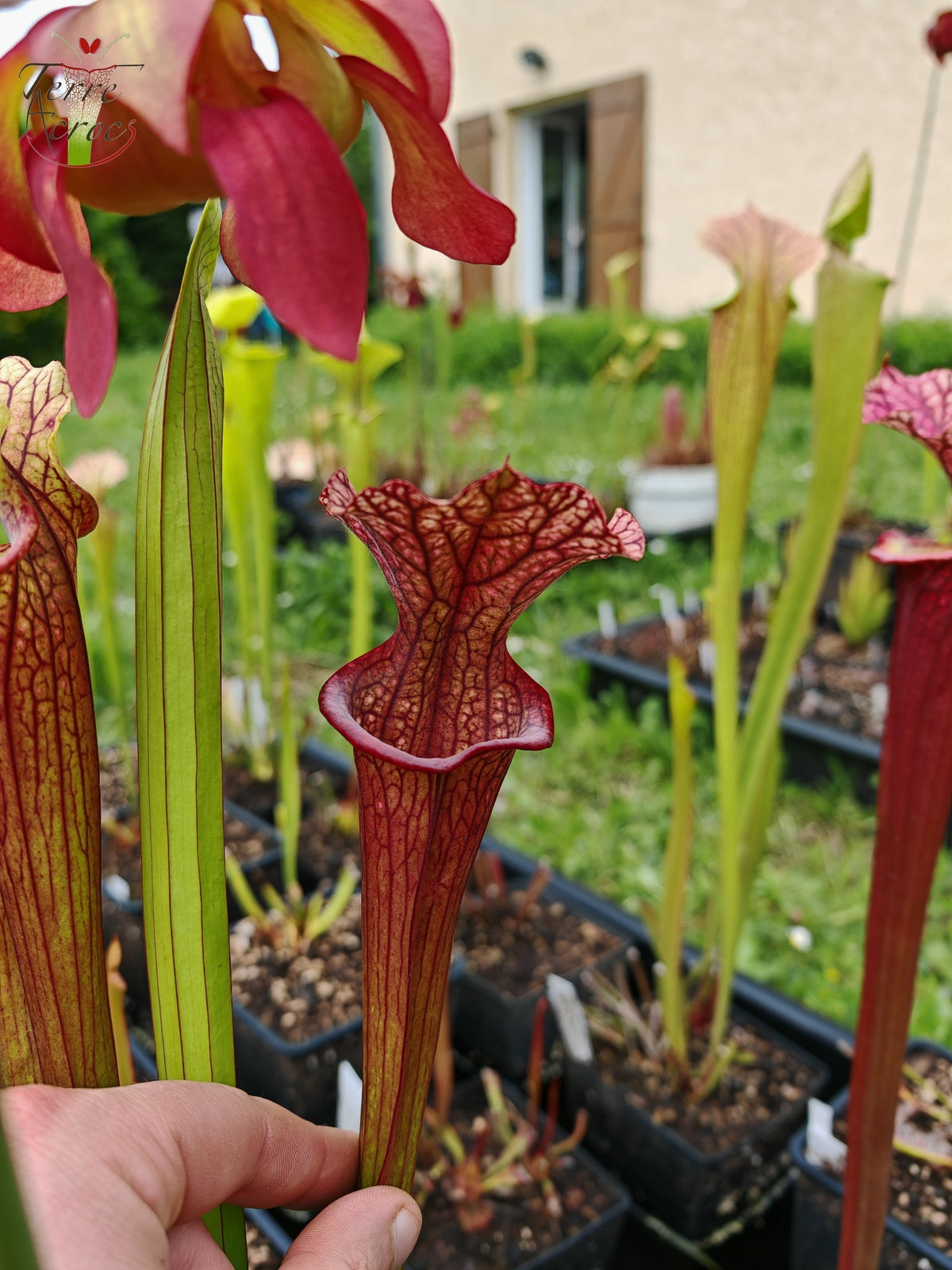 Sarracenia 2025 Samen (SXM28a x OP)