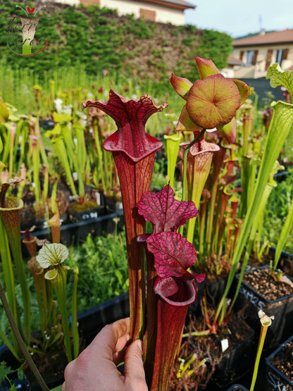 Sarracenia 2025 Samen (SXM28a x OP)