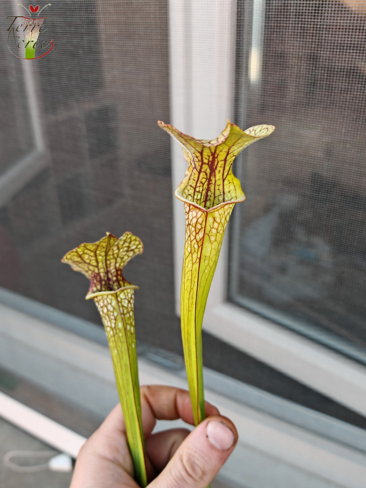 SXM29U12 Sarracenia x moorei (leucophylla x atropurpurea)