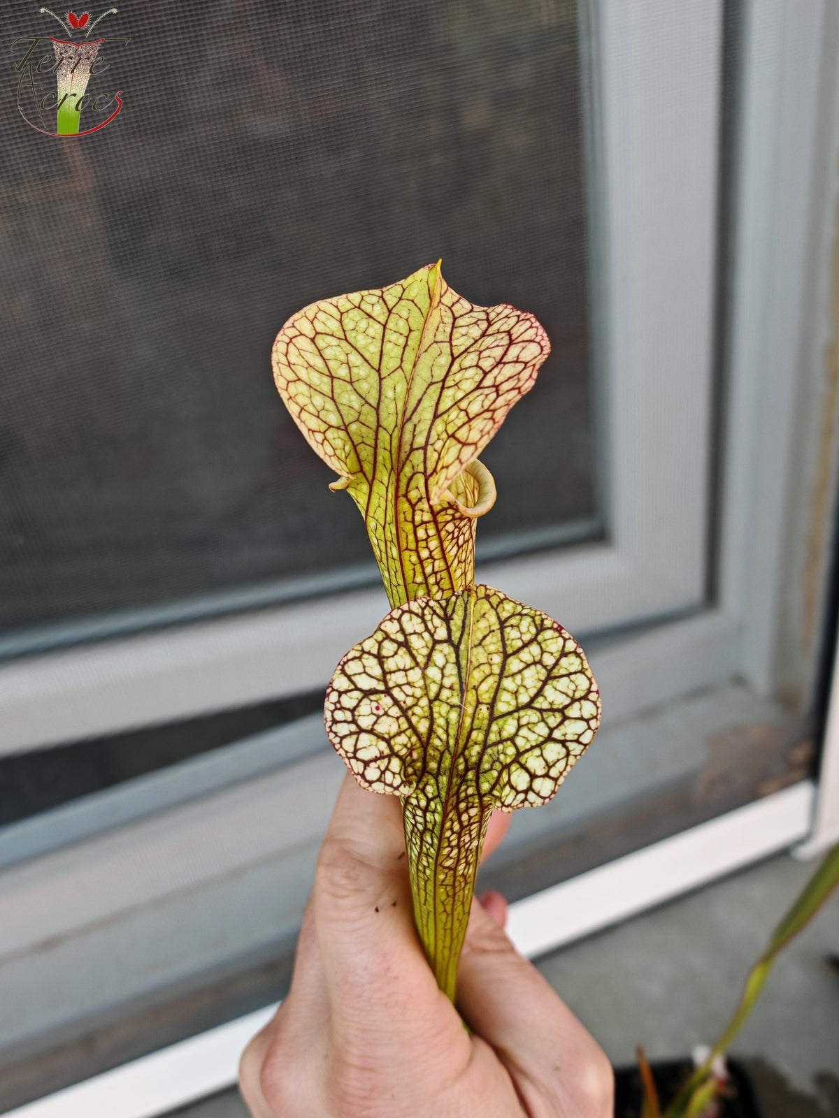 SXM29U12 Sarracenia x moorei (leucophylla x atropurpurea)