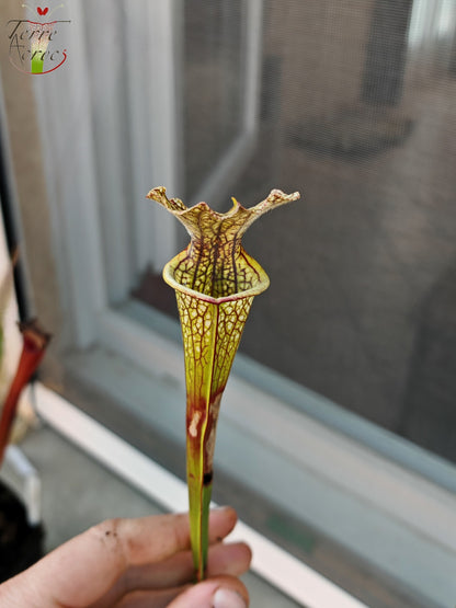 SXM29U12 Sarracenia x moorei (leucophylla x atropurpurea)