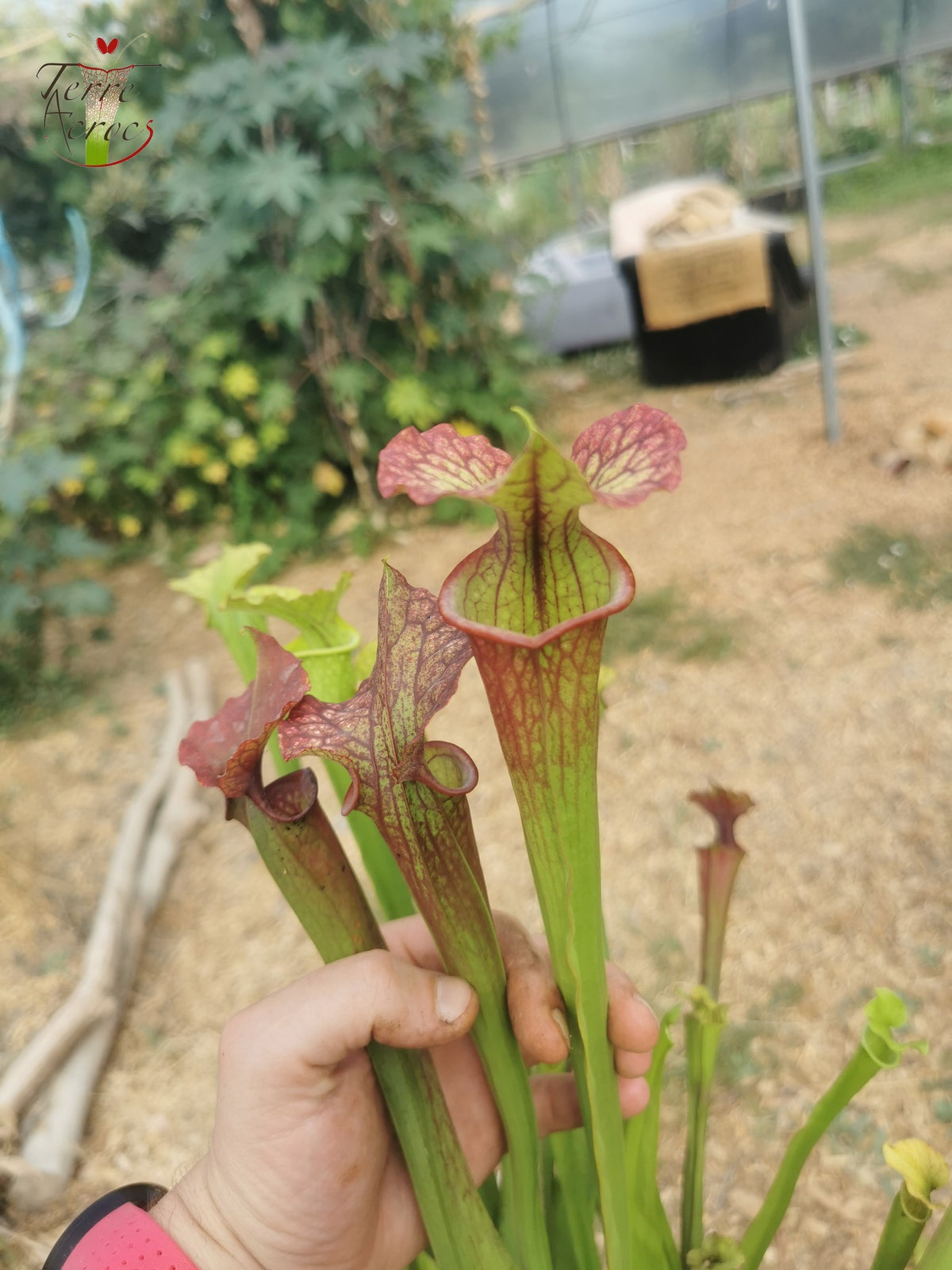 SXM29a Sarracenia x moorei – „Aquarell“