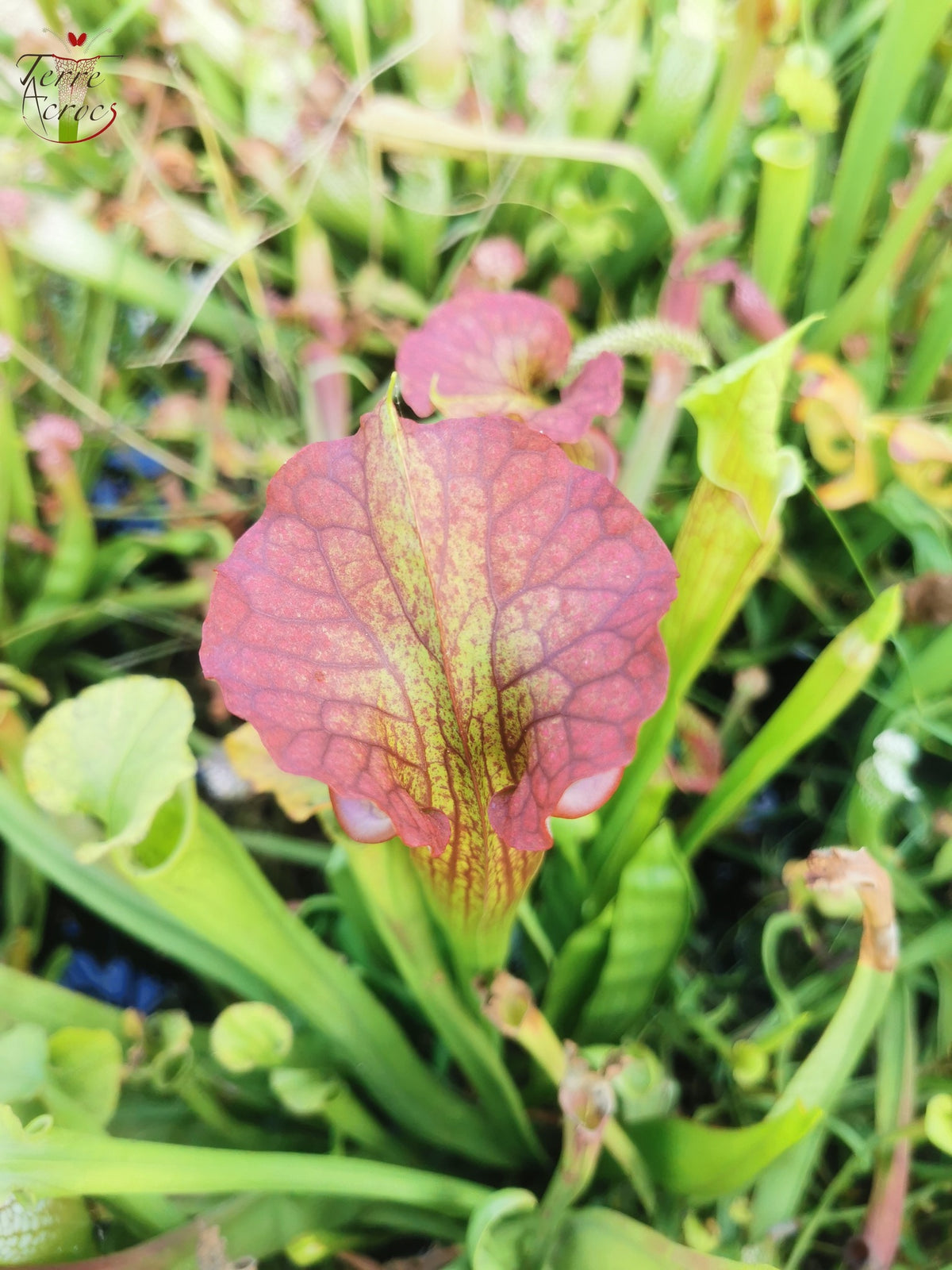 SXM29a Sarracenia x moorei – „Aquarell“