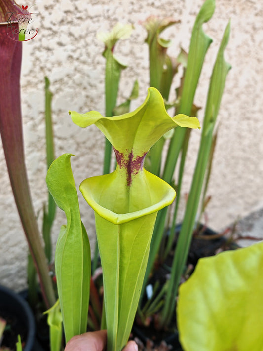 SXM32 Sarracenia x moorei -- “Green Frog”