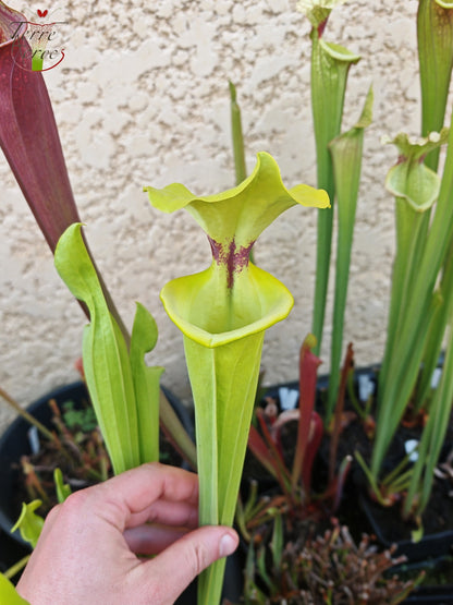 SXM32 Sarracenia x moorei -- “Green Frog”