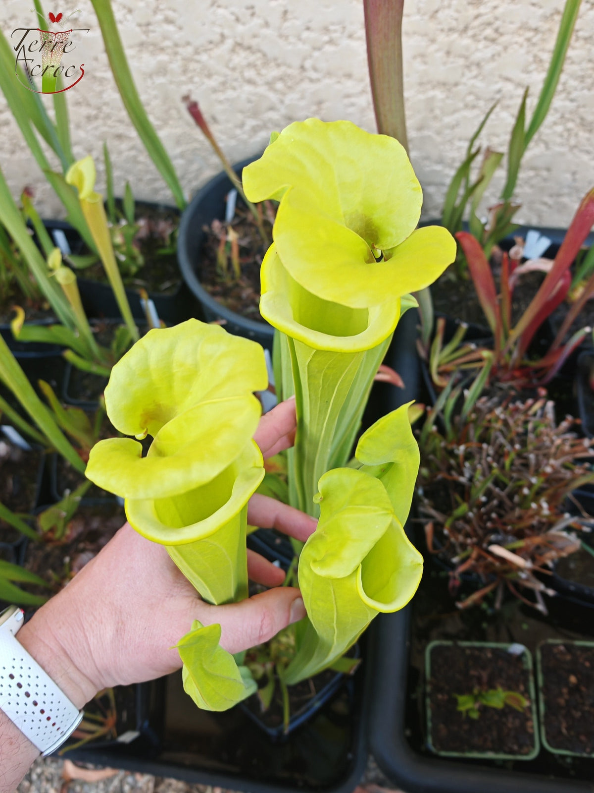 SXM32 Sarracenia x moorei -- “Green Frog”