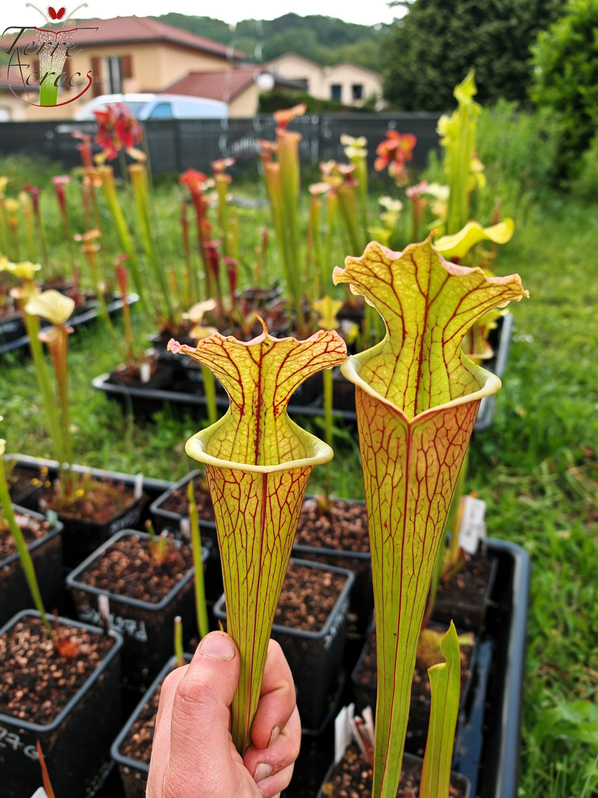 SXM35 Sarracenia x moorei -- "Gentleman"