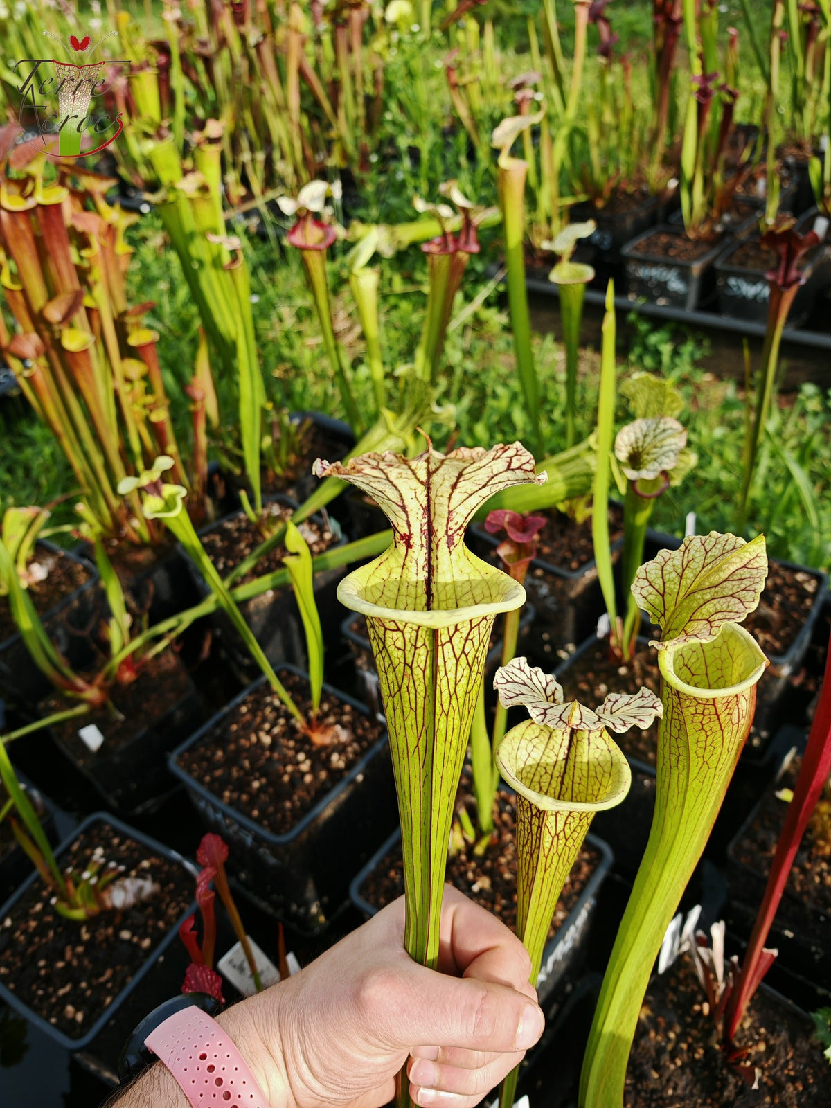 SXM35 Sarracenia x moorei -- "Gentleman"