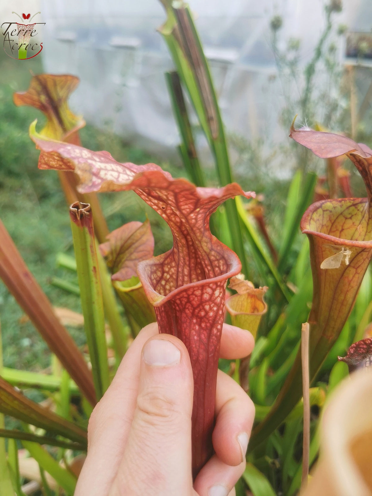 SXM37 Sarracenia x moorei -- “Red Anilina”
