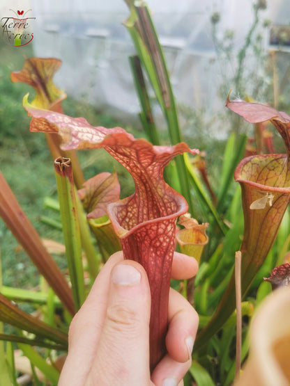 SXM37 Sarracenia x moorei -- “Red Anilina”