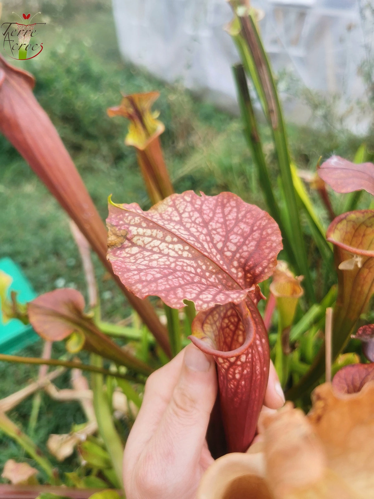 SXM37 Sarracenia x moorei -- “Red Anilina”
