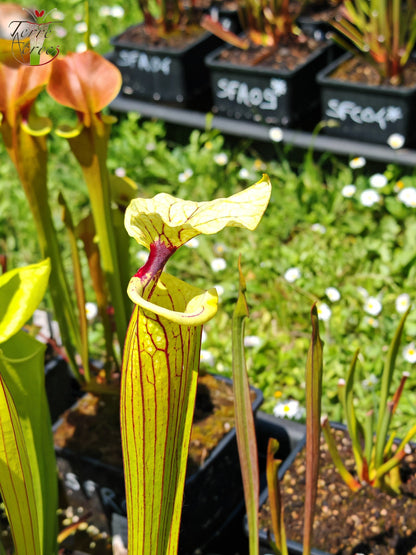 SXM38 Sarracenia x moorei -- ('Saurus' x 'Saurus')