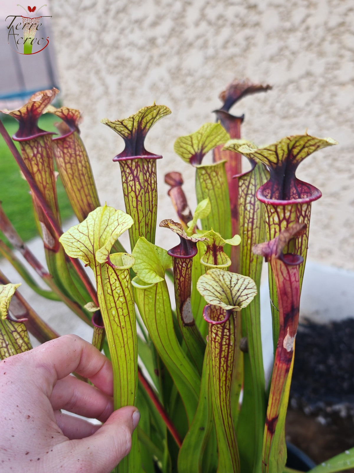 SXM38 Sarracenia x moorei -- ('Saurus' x 'Saurus')