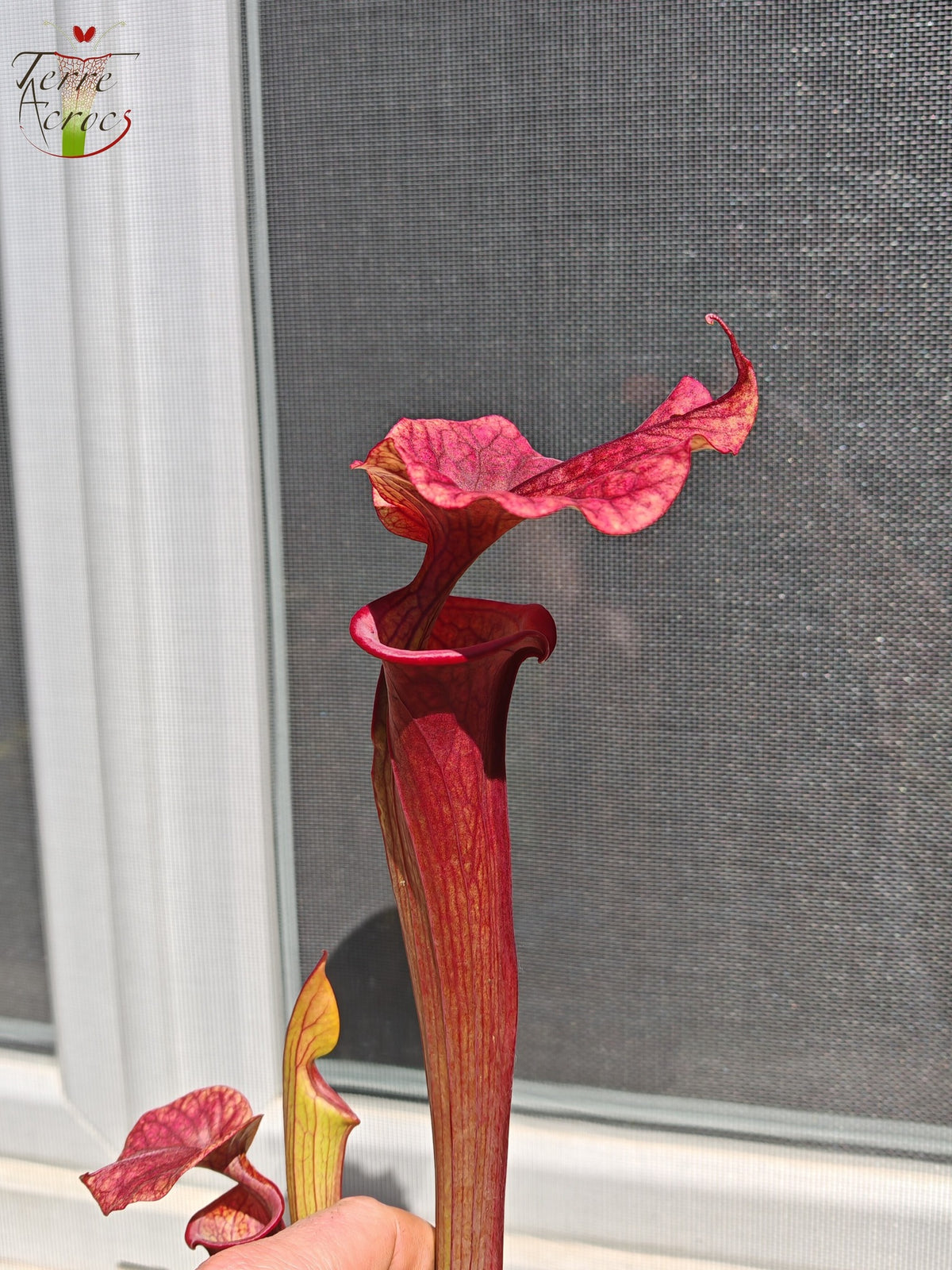 SXP14 Sarracenia x ("Plum" x S. flava var. atropurpurea)