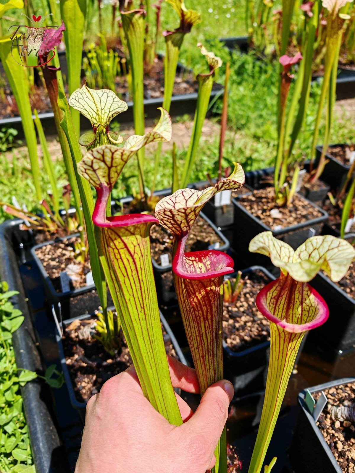 SXM25a Sarracenia x moorei -- ‘Inspiration’ (HA19A, MSrba)