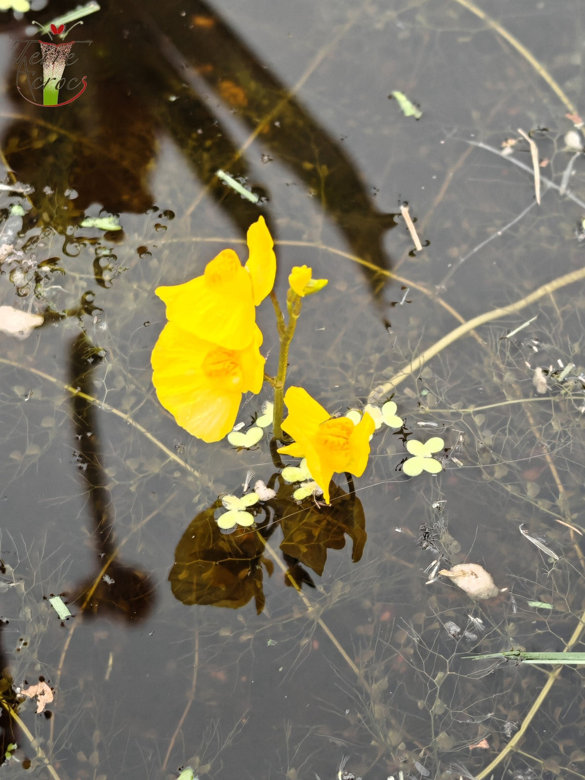 UT06 Utricularia vulgaris