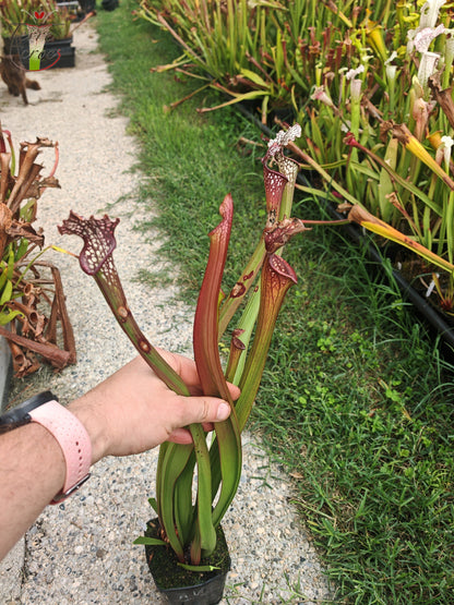 U07 Sarracenia hybride unique