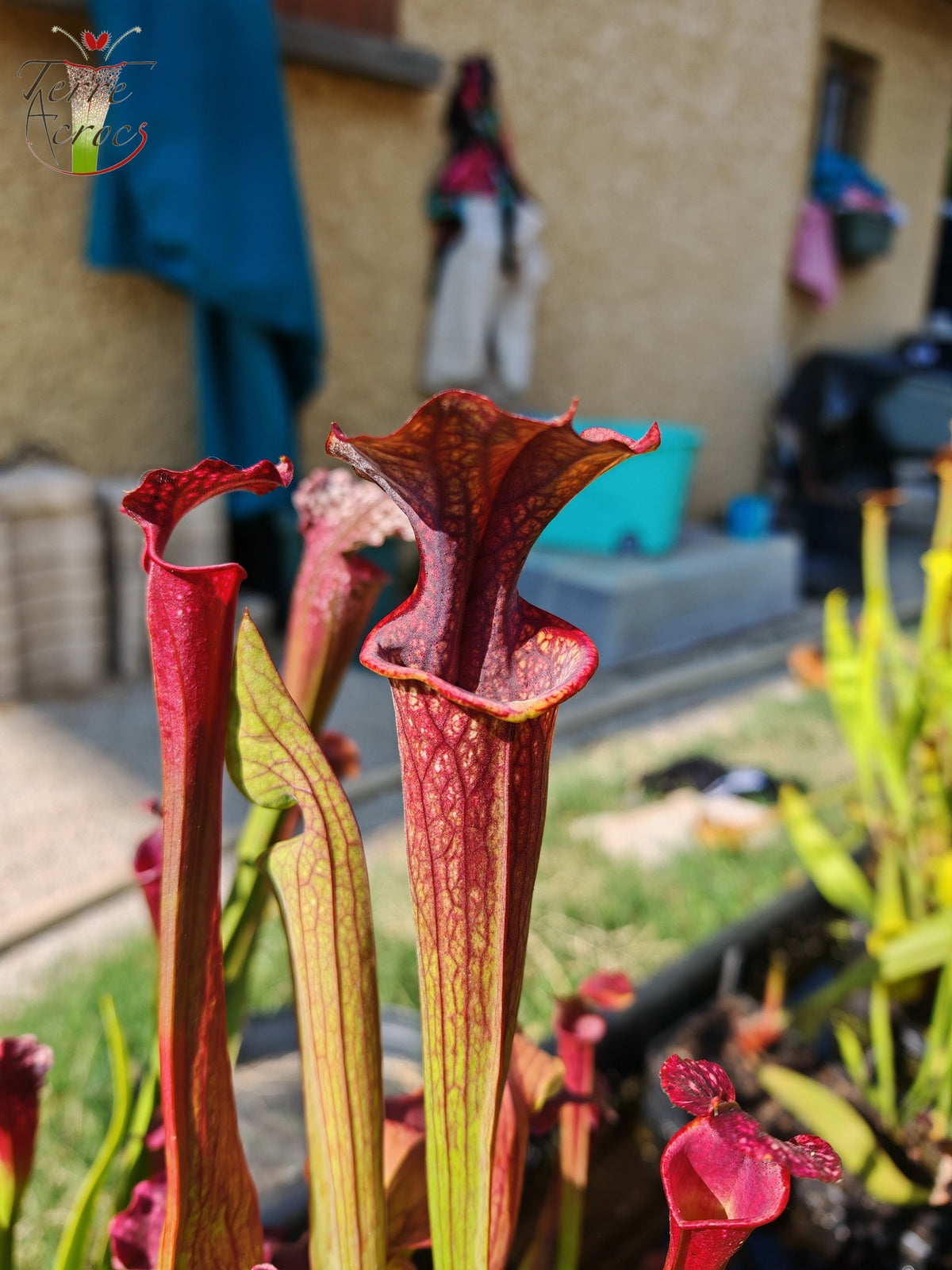 U19 Sarracenia unique hybrid