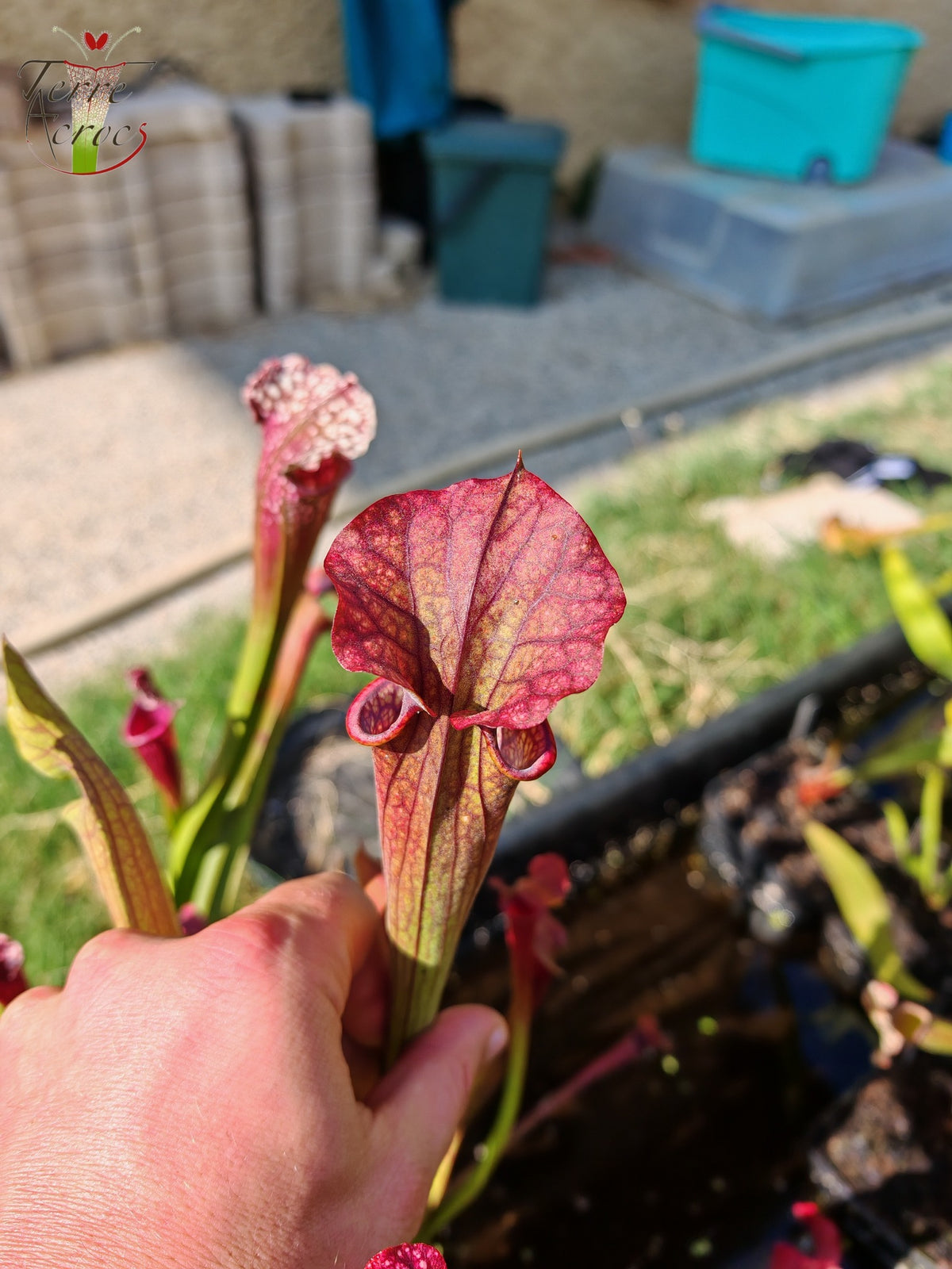U19 Sarracenia unique hybrid
