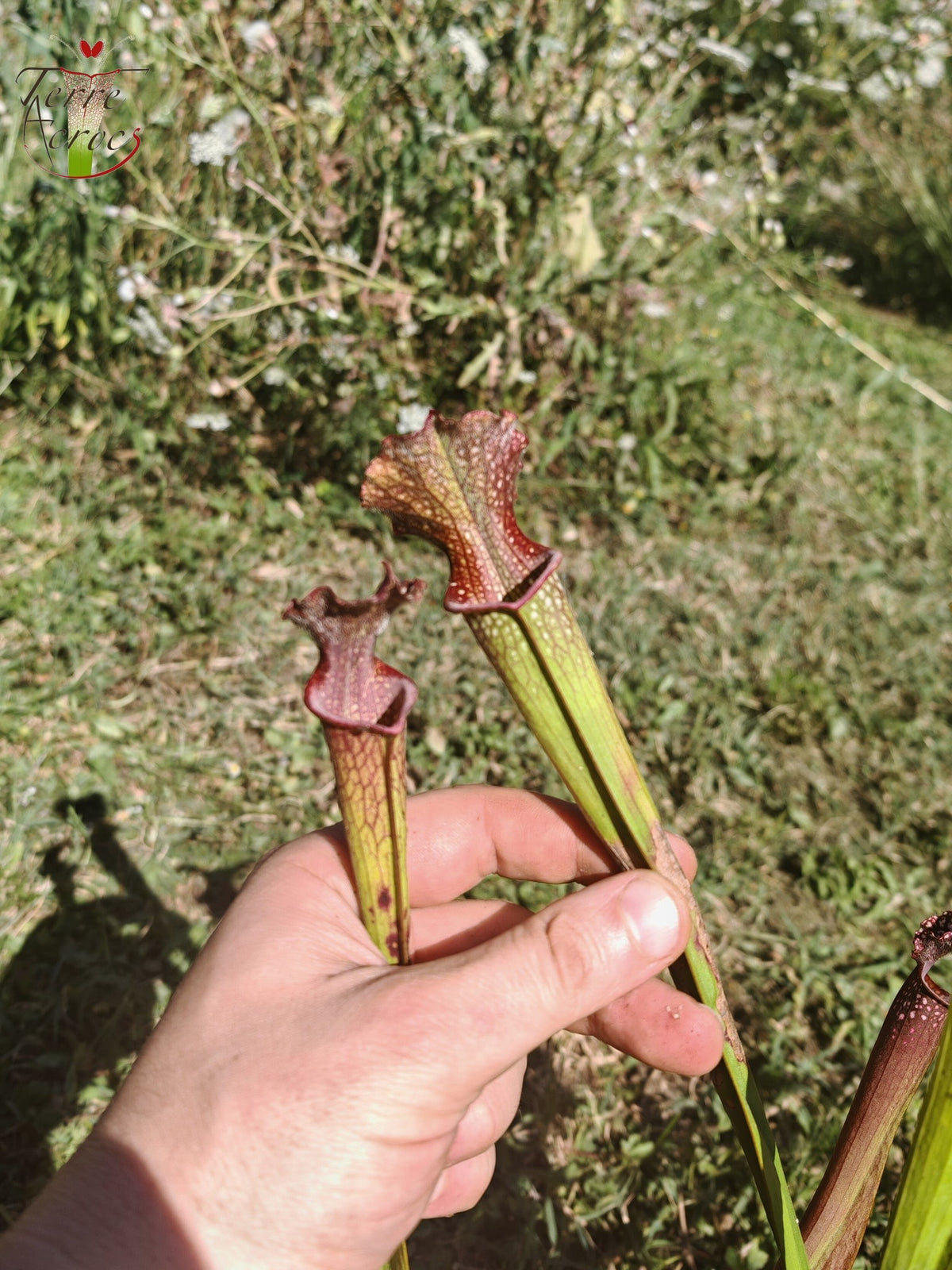 U20 Sarracenia unique hybrid