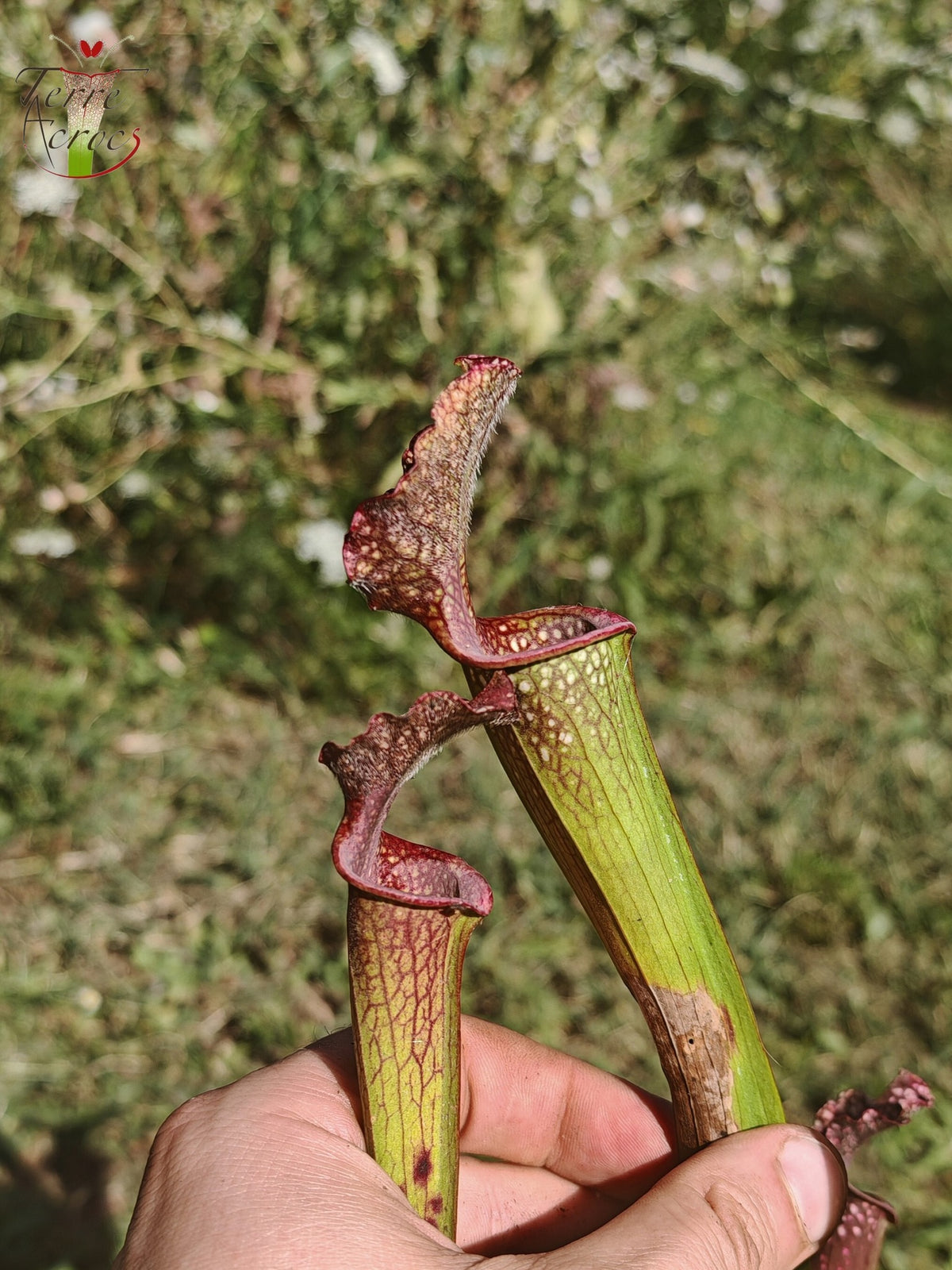 U20 Sarracenia unique hybrid