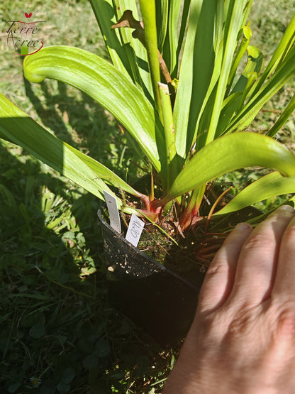 U20 Sarracenia unique hybrid