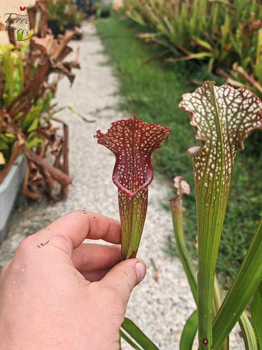 U20 Sarracenia hybride unique